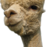 Collecting Data for Drop Rate reports