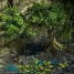 Where in Wartune is this? Swamp Tree