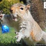 Balen catch MEME DolyGames Wartune